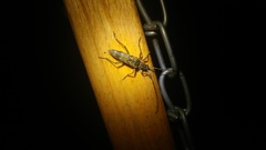 Elytrimitatrix undata