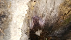 Leiobunum calcar