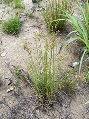 Juncus acuminatus