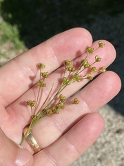 Juncus acuminatus