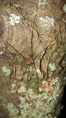 Leiobunum calcar