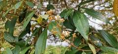 Miconieae