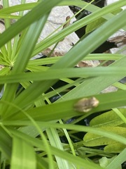 Osteopilus septentrionalis