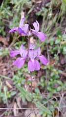 Collinsia concolor