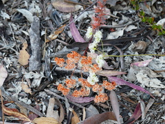 Eriogonum giganteum