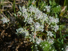 Polygonum polygaloides
