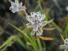 Polygonum polygaloides