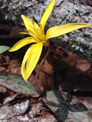 Erythronium rostratum