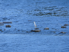 Nycticorax nycticorax