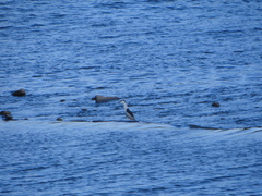 Nycticorax nycticorax