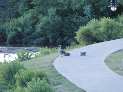 Anser anser domesticus