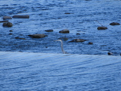 Ardea herodias