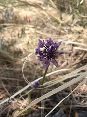 Allium campanulatum