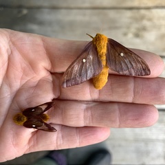 Anisota virginiensis
