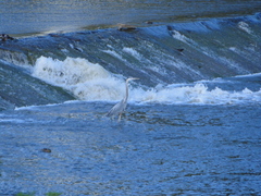 Ardea herodias