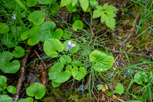 Viola epipsiloides iNat (2)