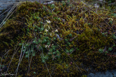 Saxifraga bronchialis funstonii