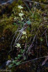Saxifraga bronchialis funstonii