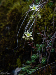 Saxifraga bronchialis funstonii