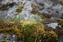 Saxifraga bronchialis funstonii