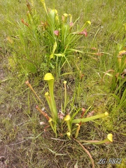 Sarracenia rubra subsp. gulfensis image
