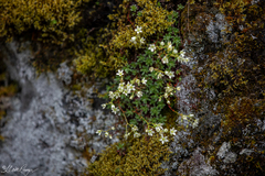 Saxifraga bronchialis funstonii