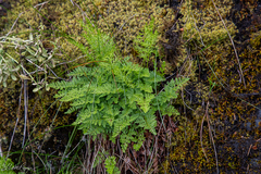 Cryptogramma sitchensis