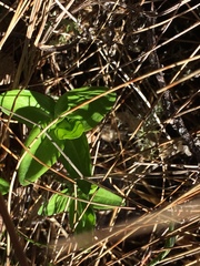 Gentiana platypetala