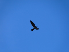 Ictinia mississippiensis