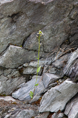 Arabis eschscholtziana