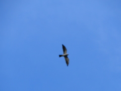 Ictinia mississippiensis