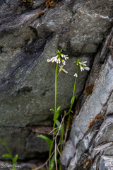 Arabis eschscholtziana