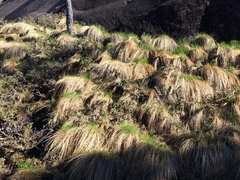 Trichophorum cespitosum