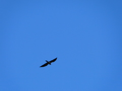 Ictinia mississippiensis