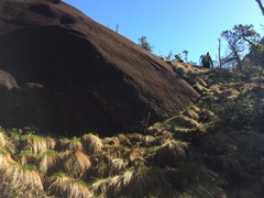 Trichophorum cespitosum