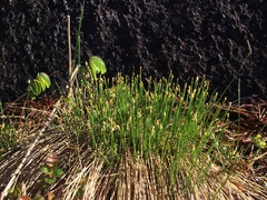 Trichophorum cespitosum