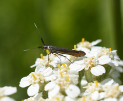 Coleophora mayrella