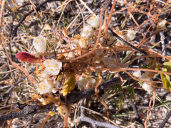 Cuscuta indecora
