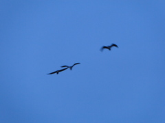 Nycticorax nycticorax