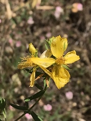 Hypericum concinnum