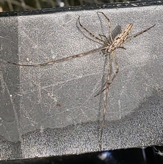 Tetragnatha montana