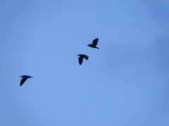 Nycticorax nycticorax