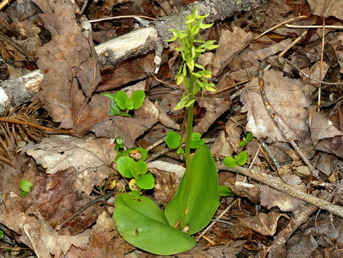 Platanthera hookeri image