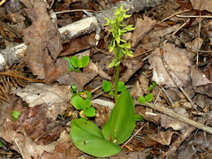 Platanthera hookeri image