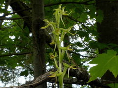 Platanthera hookeri image