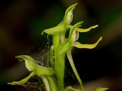 Platanthera hookeri image