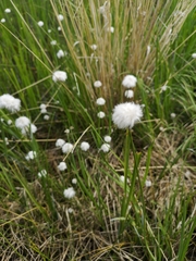 Eriophorum scheuchzeri