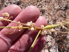 Cuscuta indecora