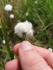 Eriophorum scheuchzeri