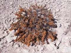 Eriogonum ripleyi
